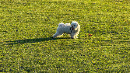 A fluffy white dog gleefully roams lush emerald grass, embodying the spirit of National Dog Day and...