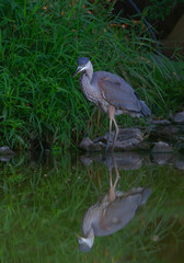 Fototapeta premium Great Blue Heron standing in a marsh on White Lake, Ontario, Canada
