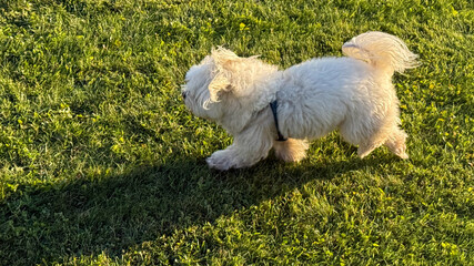 Playful fluffball frolics on verdant grass, casting elongated shadows, evoking Small Dog...