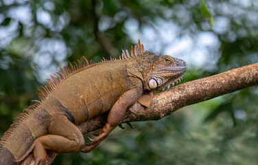 Green Iguana resting on a tree branch - Costa Rica