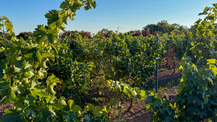 Sun-dappled vineyard whispers tales of Bacchus, harvest euphoria, terroir symphony, Earth Day reverie, and Dionysian festivity