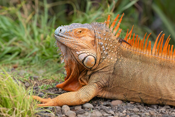 Green Iguana closeup - Costa Rica