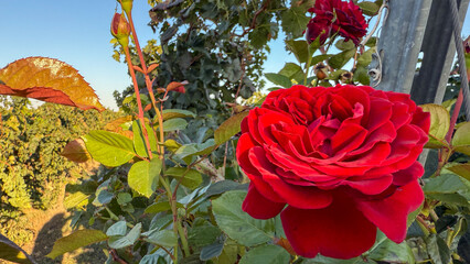 Crimson rose blooms amidst autumnal whispers, evoking Valentine's Day warmth and Beltane's fervent...