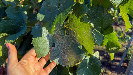 A hand cradles a dew-kissed grape leaf, evoking Earth Day whispers and autumnal equinox's hidden serenades