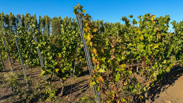Sun-kissed vineyard whispers secrets of Bacchus, promising autumnal wine harvest and celebrating March of the Turkeys festival