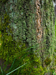 Green lichen, small, covering the entire tree trunk
