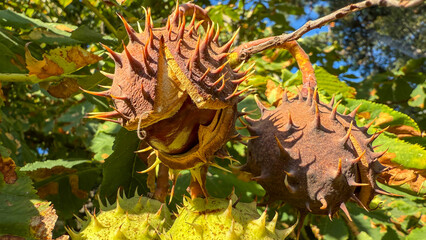 Rugged chestnut husks split under autumn sun, evoking Samhain's mystery and Diwali's vibrant...