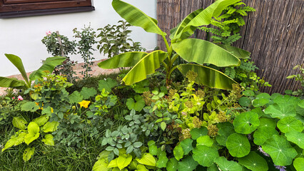 Lush banana plants thrive in verdant urban jungle, celebrating Ecological Restoration Day and World Biodiversity Fest with verdant zeal