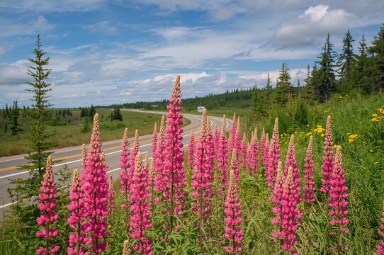 Wild lupines blooming beside a scenic highway in northern Ontario