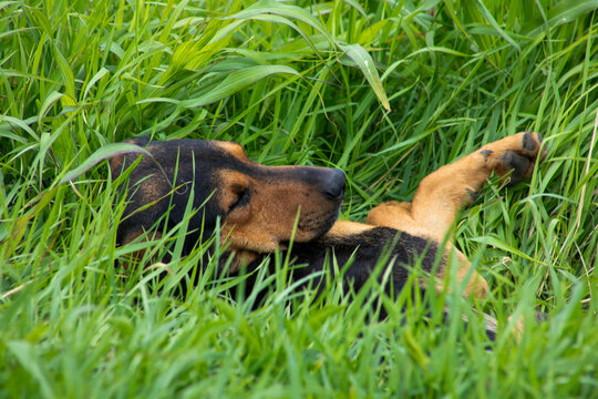 Tranquil hound slumbers in lush meadow, embracing serenity akin to National Dog Day or whimsical Unplugging Day retreats
