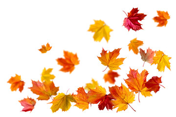 Fototapeta premium Autumnal Maple Leaves Isolated on Transparent Backdrop Design Graphic Element Image