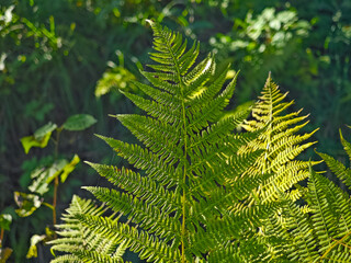Yellowing leaf of common male fern, Dryopteris filix-mas, Male fern against the light in the setting autumn sun