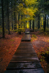 Wooden path in fantasy and dark autumn forest with the best mystic atmosphere in the north of Bohemia, in Jizera mountains. Like a path to fairy tale.