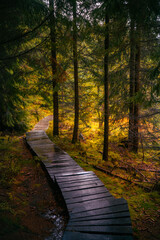 Wooden path in fantasy and dark autumn forest with the best mystic atmosphere in the north of Bohemia, in Jizera mountains. Like a path to fairy tale.