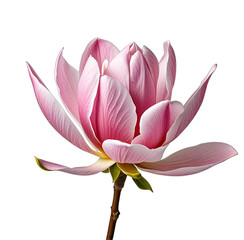 Naklejka premium Close-up of a delicate pink and white magnolia flower against a dark background