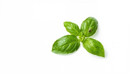 Obraz premium Collection of fresh basil leaves on a white backdrop