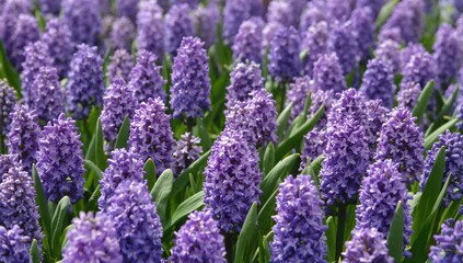 Fototapeta premium Blooming field of sweet-smelling hyacinth blossoms in springtime