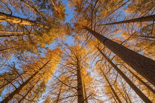 Golden autumn needles of unique deciduous larch trees viewed from below against a clear blue sky