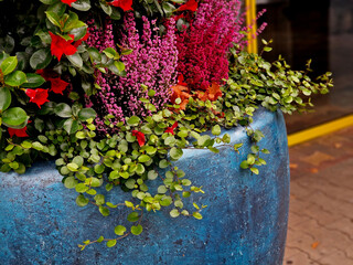 Purple and pink vibrant heathers in pastel colors in a blue glazed ceramic flower pot.