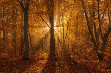 Fototapeta premium Sunlit beech woodland glowing with yellow foliage in autumn. A magical golden scene with captivating trees. Exploring the splendor of the natural world.