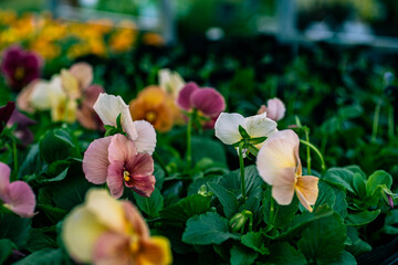 Pansies Gently Swaying in the Morning Light