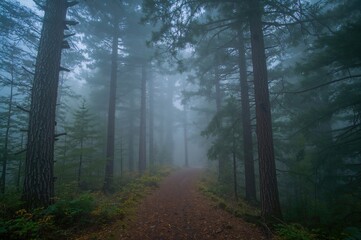 Obraz premium A mist-covered woodland path vanishes into the dense fog, surrounded by towering trees with outstretched branches.