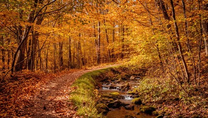 Obraz premium Beautiful Fall Trail Lined with Yellow Leaves