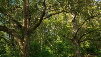Fototapeta premium Scenic woodland view with lush greenery and tall trees