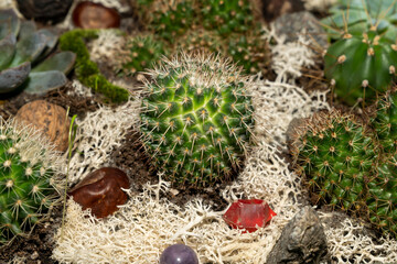 Green cactus plants with spines growing among dry moss, soil, and stones. Closeup macro shot of desert succulents. Botanical composition for nature and ecology concept.