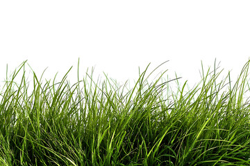 Fototapeta premium Lush Green Grass Blades Growing from Ground Isolated on Transparent Background