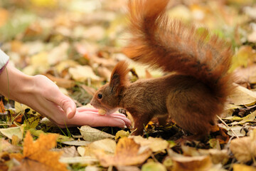 A red squirrel takes a nut from a human hand among autumn leaves in forest park