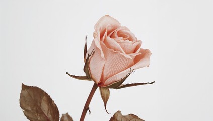 Assorted fragile blossoms, foliage, and pink rose petals arranged on a white surface