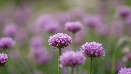 Chive blossoms with a stunning bokeh backdrop and minimal depth of field.
