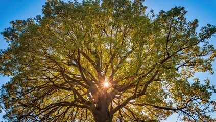 Obraz premium Sunlight filtering through leafy branches against a clear blue backdrop