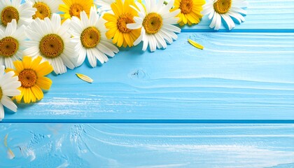 Beautiful Chamomile Flowers on a Blue Wooden Background.