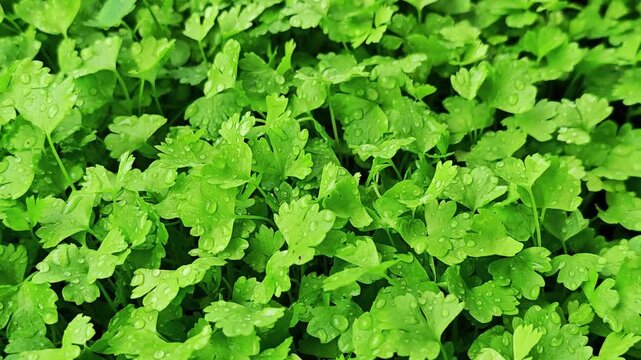 Fresh celery seedlings on the background