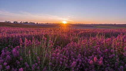 Naklejka premium Purple and pink heather blossoms in a scenic heathland park