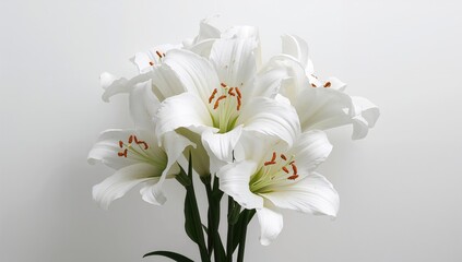Pure White Easter Lilies Against a White Backdrop