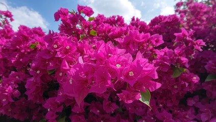 Obraz premium Vibrant Pink Bougainvillea Blossom