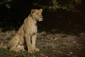 Wild animals in zoo safari park in their habitat - summer daytime
