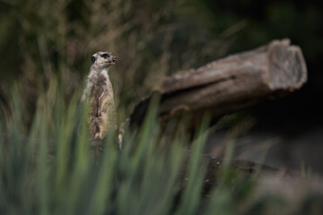 Mongoose Cynictis penicillata in zoo safari park in their habitat - summer daytime