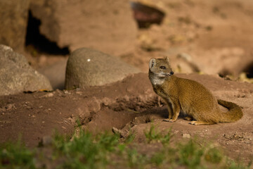 Mongoose Cynictis penicillata in zoo safari park in their habitat - summer daytime