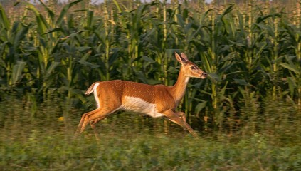 Obraz premium A roebuck dashes across a maize field