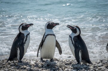 Obraz premium Wildlife lovers enjoy amusing moments with penguins on a scenic beach by the sparkling sea