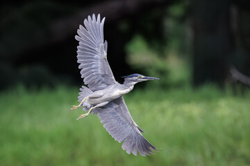 Striated Heron, Butorides striata, Green-backed heron seeking and catching fish in water pond in forest park, it is a small, squat water bird with short legs, bird spreading wings