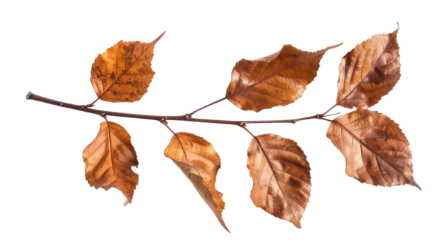 Autumn branch with dry brown leaves against a stark 