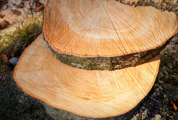 Intricate grain patterns and clear growth rings are revealed in freshly exposed wood, while warm hues and a natural fissure emphasize its raw charm—ideal for forestry or nature-themed projects.