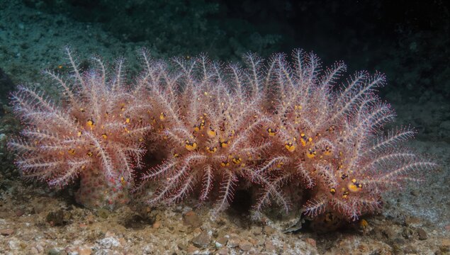 Giant Spirobranchus Worms: Tube-Dwelling Polychaetes from the Serpulidae Family
