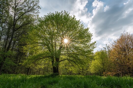 Sunlight filtering through tree branches with a clear sky, summer vibes, and lush greenery
