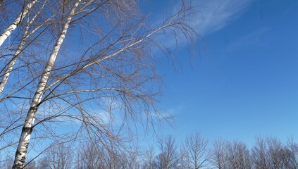 Obraz premium Winter Day Silhouette of Birch Branches Against the Sky
